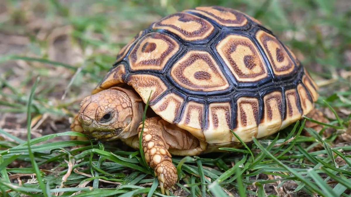 Pantherschildkröte: ARCHIV - 13.08.2018, Brandenburg, Panketal: Eine Pantherschildkröte läuft über eine Wiese. (zu dpa: «Woher kommen die Schildkröten? - Speyer auf Spurensuche») Foto: Patrick Pleul/dpa-Zentralbild/dpa +++ dpa-Bildfunk +++