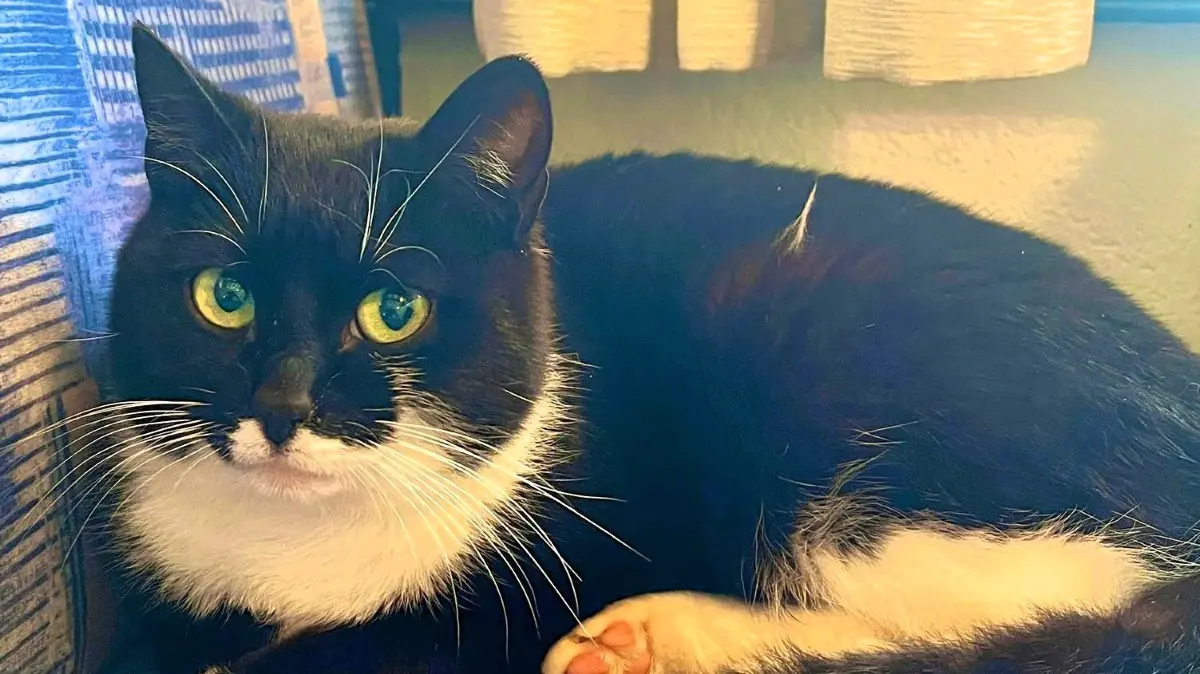 Geliebt und vermisst: Katze Mimi. Sie ist Ende Juli in Villingen verschwunden. So wie in diesem Fall wird der Tierschutzverein Villingen-Schwenningen - hier gemeinsam mit „Zwei Engel für vermisste Tiere“ - immer wieder aktiv und hilft gegebenenfalls bei der Suche.