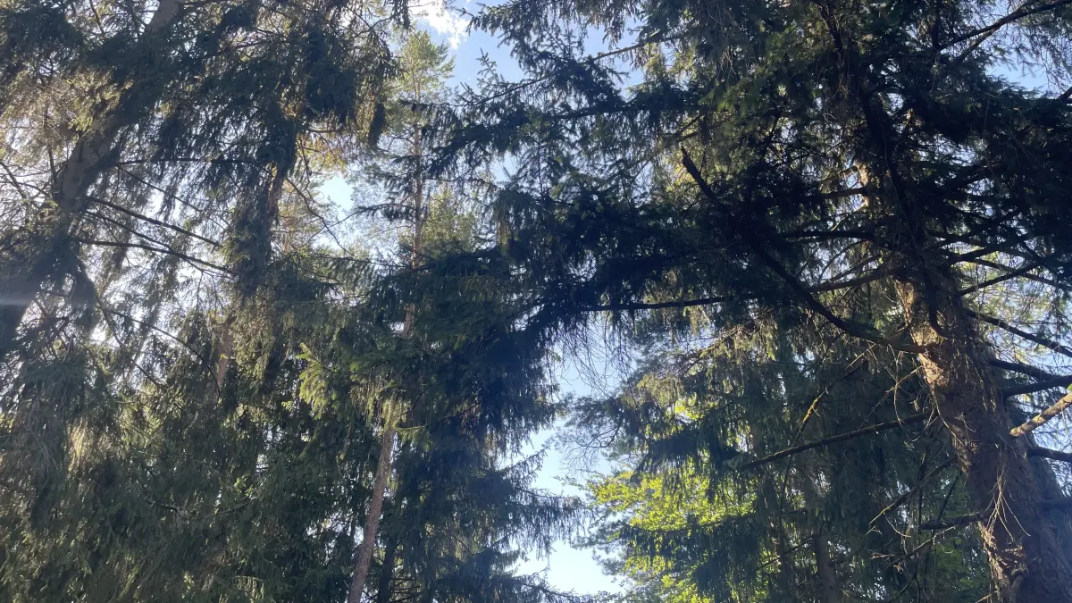 Nadelbäume bestimmen in diesem Bereich des Empfinger Waldes das Bild, dazwischen sind Laubbäume zu erkennen. Insgesamt setzt das Kreisforstamt beim Waldumbau auf eine breitere Mischung standortsgerechter Baumarten.