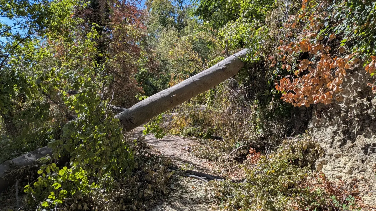 Der wald auf dem Weg zum Grenzacher Horn sieht traurig aus. Das Begehen des Hornfelsenwegs ist wegen umgestürzter Bäume aktuell schwierig
