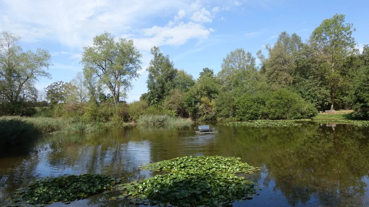 Still und klar ruht der Hochmössinger Weiher. Dort, wo man nur als Mitglied des Angel- und Naturschutzvereins Oberndorf Fische fangen darf, haben kürzlich wieder „Schwarzfischer“ ihr Unwesen getrieben.