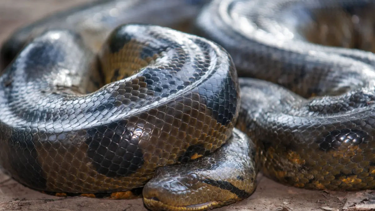 March 7, 2008, Belen, Peru: A wild green anaconda, Eunectes murinus, Amazon National Park, Loreto, Peru...The green anaconda Eunectes murinus, also known as the giant anaconda, emerald anaconda, common anaconda, or common water boa, is a boa species found in South America and the Caribbean island of Trinidad. It is the largest, heaviest and the second longest after the reticulated python snake in the world. No subspecies are currently recognized. Like all boas, it is a non-venomous constrictor. The term anaconda often refers to this species, though the term could also apply to other members of the genus Eunectes. Fossils of the snake date back to the Late Pleistocene in the Gruta do Urso locality Peru - ZUMAr133 20080307_zap_r133_039 Copyright: xSergixReboredox