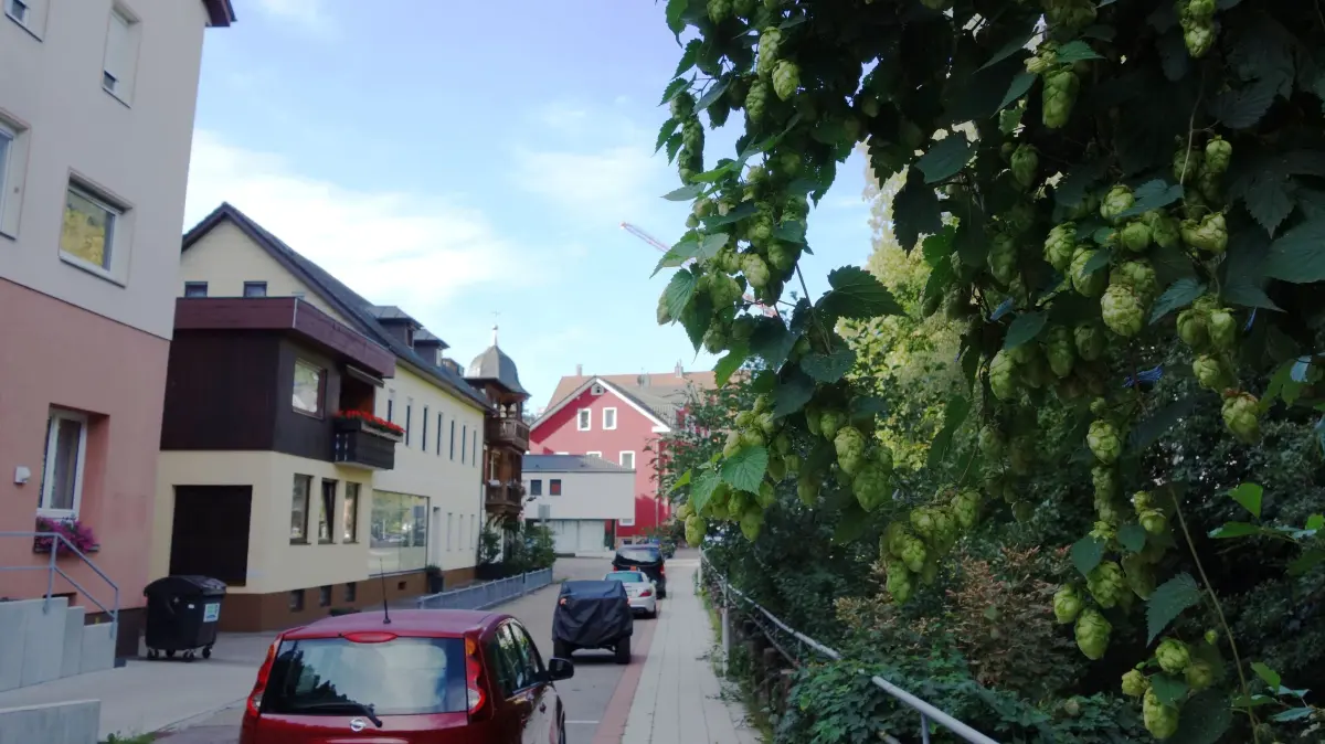 Fast zuschauen, wie sie in die Höhe schießt, konnte man an der Bad Wildbader Laienbergstraße der weiblichen Hopfenpflanze an der Ufermauer der Großen Enz, wo der Aufnahmewinkel die zwei bis drei Zentimeter langen Dolden schneeballgroß erscheinen lässt.