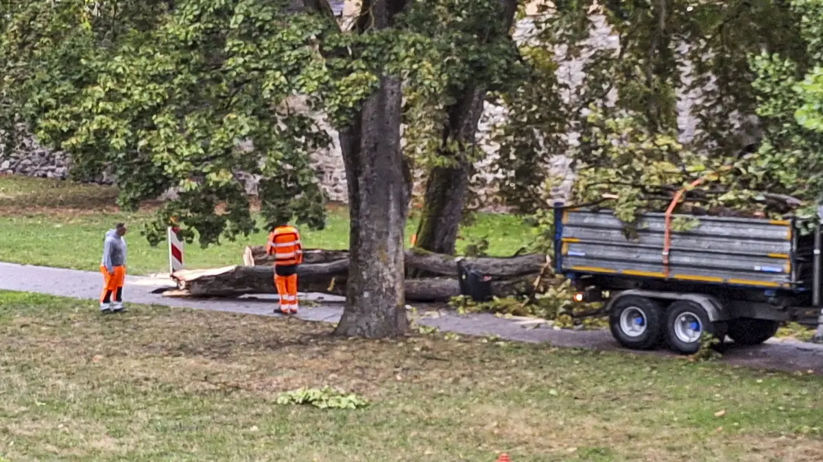 Baum gekracht Ringanlage Villingen
