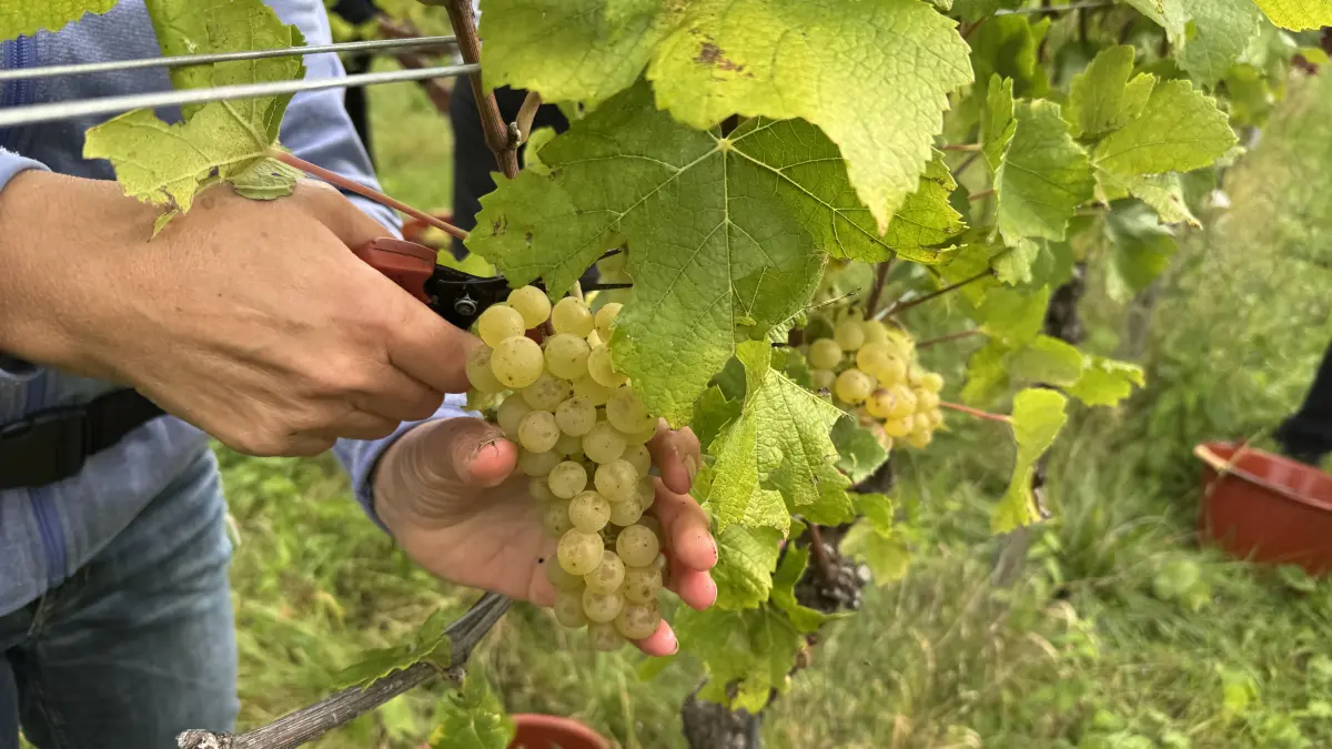 Beim größten Weinfest in Efringen-Kirchen können die Winzer vom 25. bis 27. September auf dem Winzerfestgelände präsentieren, was sie erarbeitet haben.