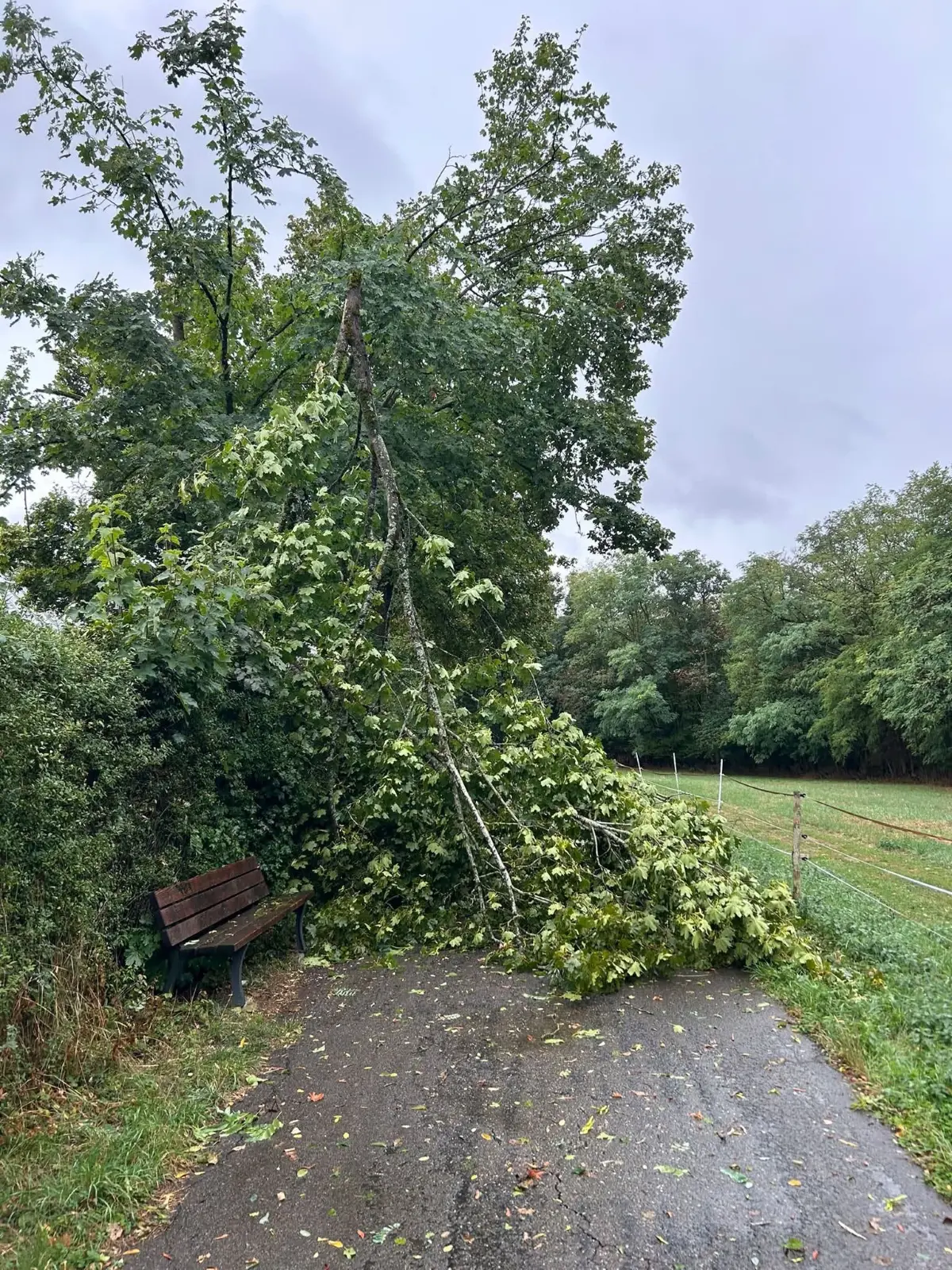 Auf dem Weg vom Hechinger Fasanengarten in Richtung Domäne hat der Sturm größere Äste abgeknickt. Gut, dass auf diesem beliebten Spazierweg gerade niemand unterwegs war.