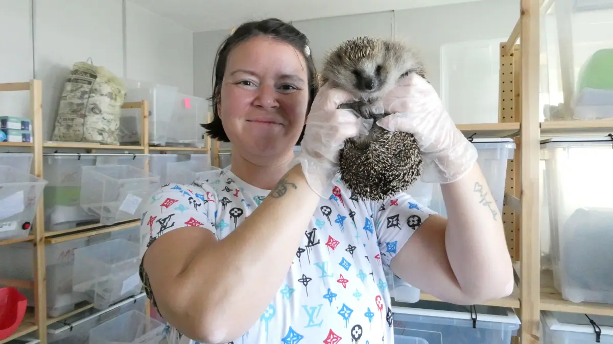 Helferin Denise Dula hatte beim Besuch unserer Redaktion diesen Igel gerade aus seiner Box genommen, um sie zu reinigen.