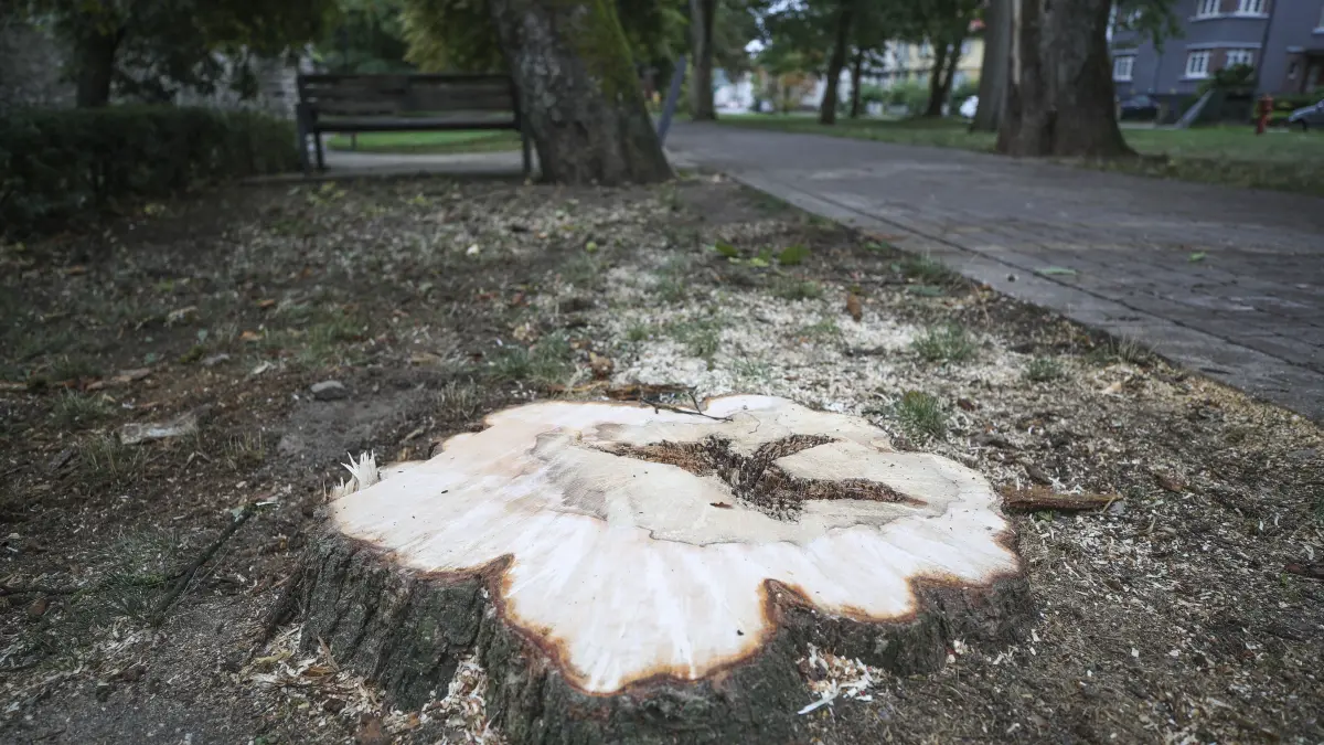 Geschädigter Baum Ringanlage Villingen