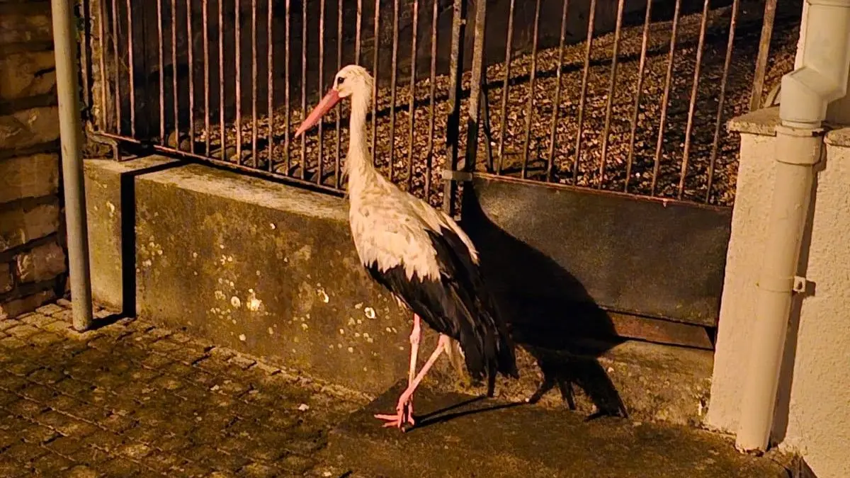 Ziemlich eingeschüchtert: der Storch, der in der Nacht auf Mittwoch in der Hechinger Altstadt landete. Von der Feuerwehr ließ er sich problemlos einfangen.