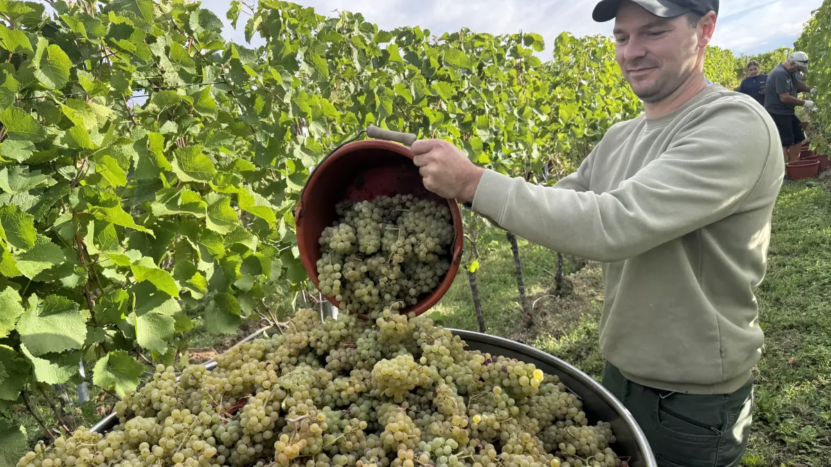 Der Binzener Winzer Maximilian Krebs kann sich bei der Weinlese auf seine Familie und eine große Schar von Helfern verlassen.