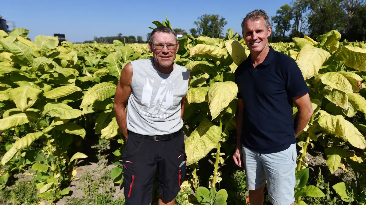 Ralf Anselm (links) und Jochen Adam bewahren auf rund 130 Hektar mit dem Tabakanbau eine jahrhundertealte Ried-Tradition. Sie sind die einzigen zwei Landwirte, die noch Tabak in Neuried anbauen