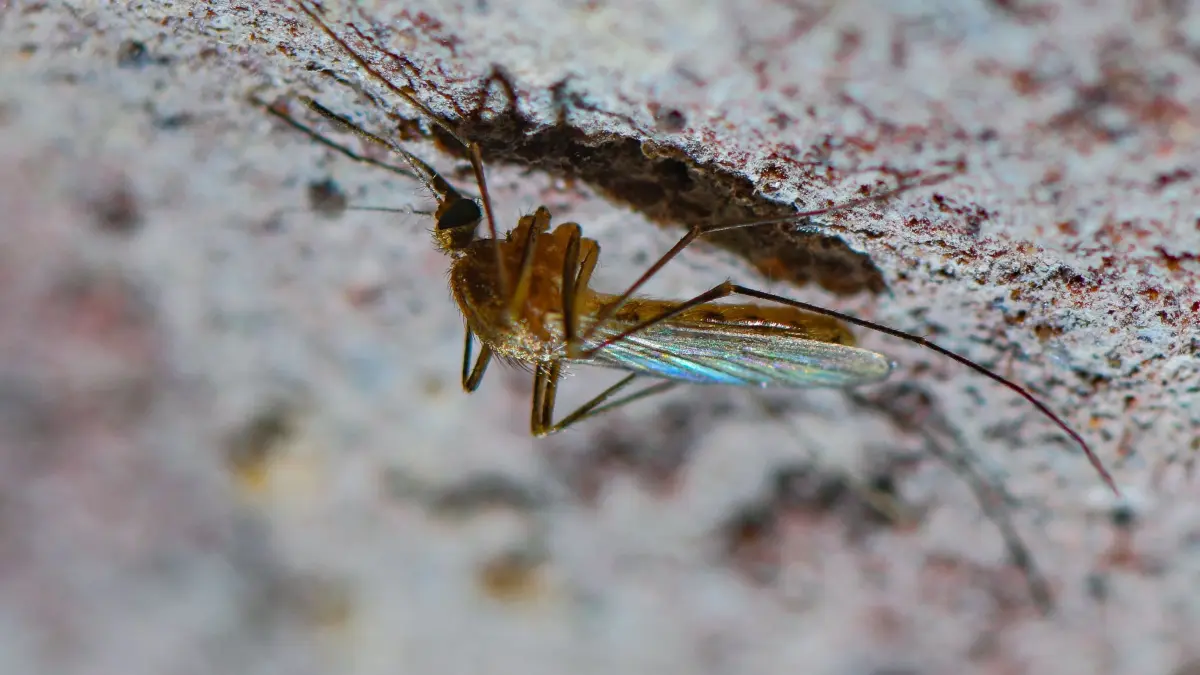 Trockenheit macht vielen Insekten in Deutschland zu schaffen: ARCHIV - 05.03.2021, Brandenburg, Hangelsberg: Eine Stechmücke der Art Culex pipiens Komplex ist an der Decke eines alten Eiskellers zu sehen.
In der kalten Jahreszeit suchen sich einige Mücken ein geschütztes Winterquartier in Wohnungen und Kellern. (zu dpa: «Trockenheit macht Insekten zu schaffen») Foto: Patrick Pleul/dpa-Zentralbild/dpa +++ dpa-Bildfunk +++