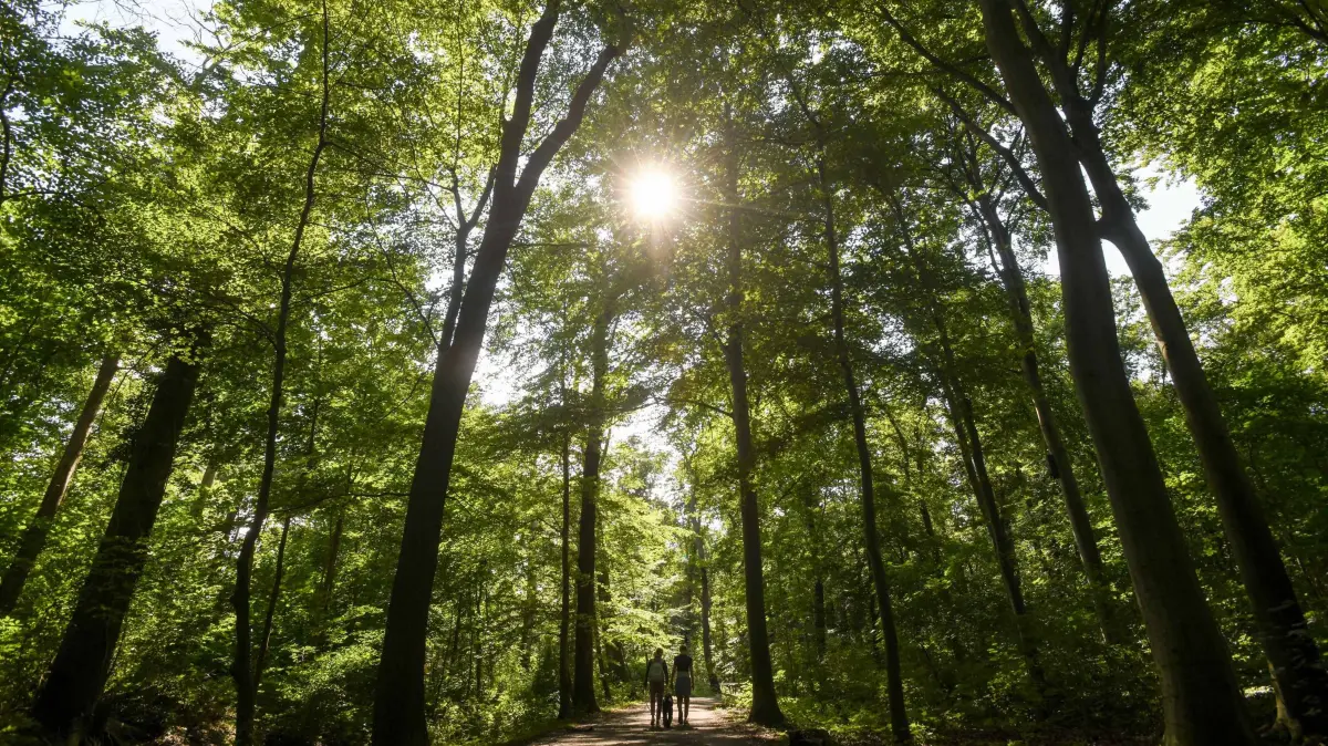 Deutsche Waldtage: Bewusstsein fuer ein komplexes Oekosystem: Stadtwald Eilenriede von Hannover (Foto vom 31.08.2021). Baumwipfelpfad und Ranger-Tour, Fledermaus-Exkursion und Pilzwanderung, Geo-Chaching und Meditation - vom 18. bis 20. September finden die "Deutschen Waldtage" statt, ausgerufen und organisiert vom Bundesministerium fuer Landwirtschaft. Fakten rund um einen fuer Menschen, Tiere und Pflanzen bedeutsamen Lebensraum. (Siehe epd-Bericht vom 14.09.2026) *** Local Caption *** 00455596