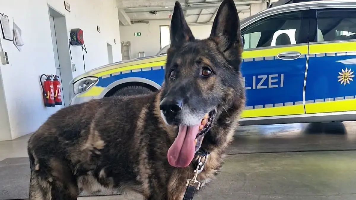 Der Schäferhund ist inzwischen wieder mit seinem Besitzer vereint.