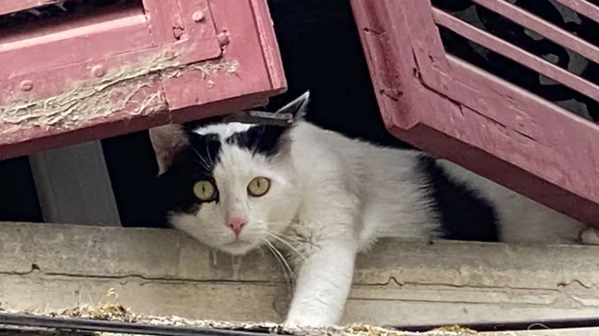 Katzen mit einem festen Zuhause werden von ihren Besitzern meist umsorgt und gepflegt. Sind sie nicht in menschlicher Obhut versorgt sich das kleine Raubtier in der
