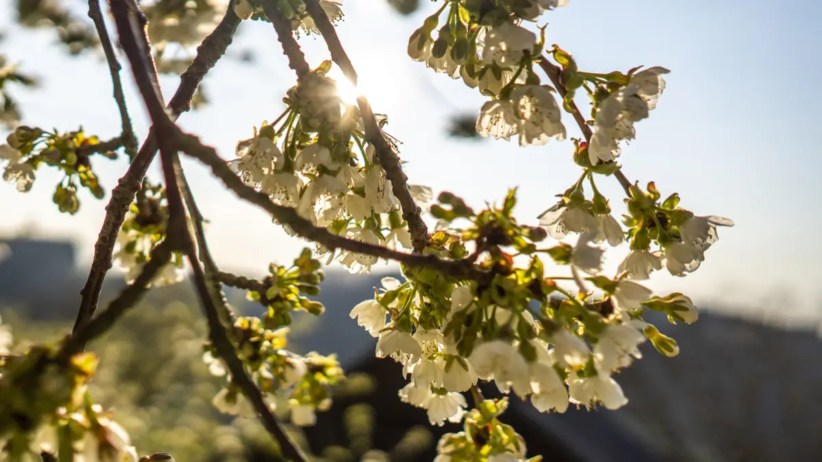 Besonders zur Obstbaumblüte im Frühjahr ist der Oberkircher Brennersteig ein echtes Highlight.
