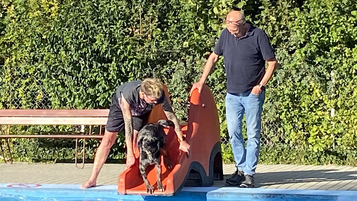 Die Premiere des Hundeschwimmens zum Abschluss der Freibadsaison in Jungingen war eine vergnügliche Sache für die Vierbeiner und für ihre Familien.