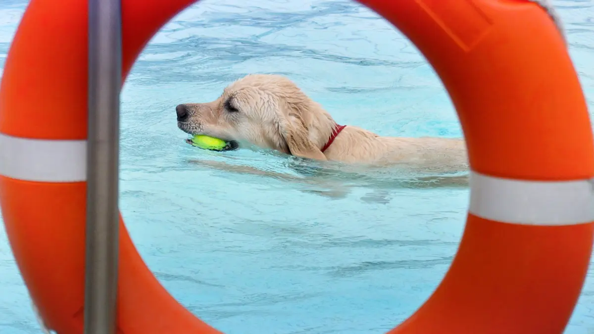 hundeschwimmen