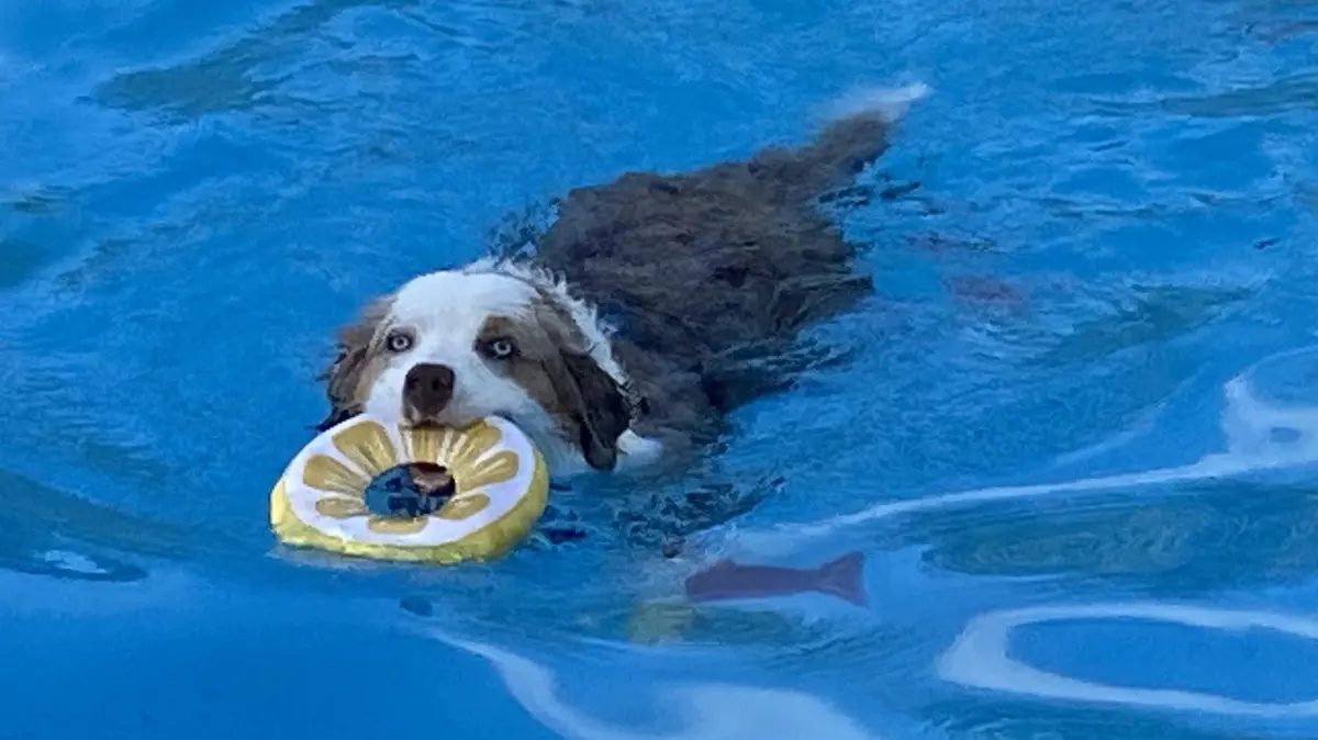 Die Premiere des Hundeschwimmens zum Abschluss der Freibadsaison in Jungingen war eine vergnügliche Sache für die Vierbeiner und für ihre Familien.