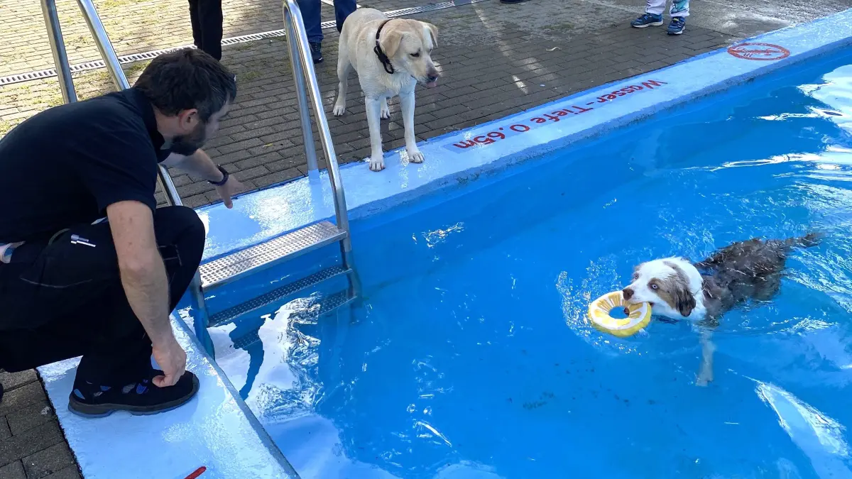 Die Premiere des Hundeschwimmens zum Abschluss der Freibadsaison in Jungingen war eine vergnügliche Sache für die Vierbeiner und für ihre Familien.