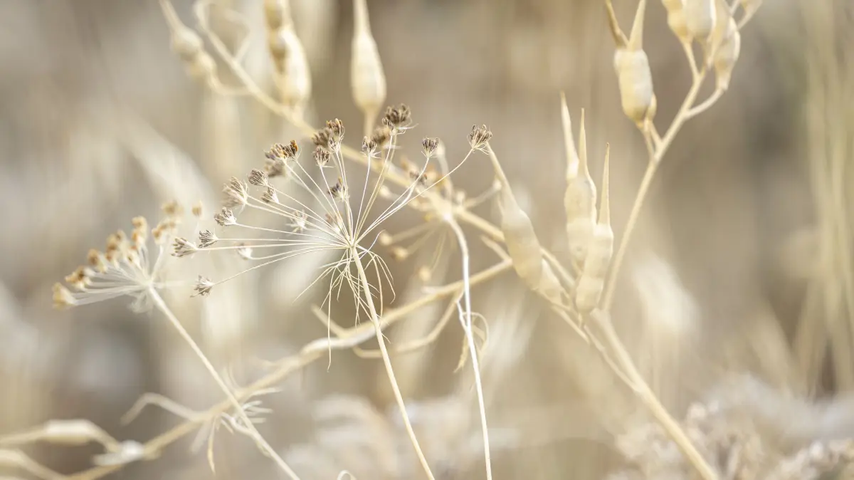 Im August hat Hanspeter Weiß bei einem eigenen Projekt die Spuren und Auswirkungen der langanhaltenden Trockenheit in seinem Garten beobachtet und fotografisch festgehalten.