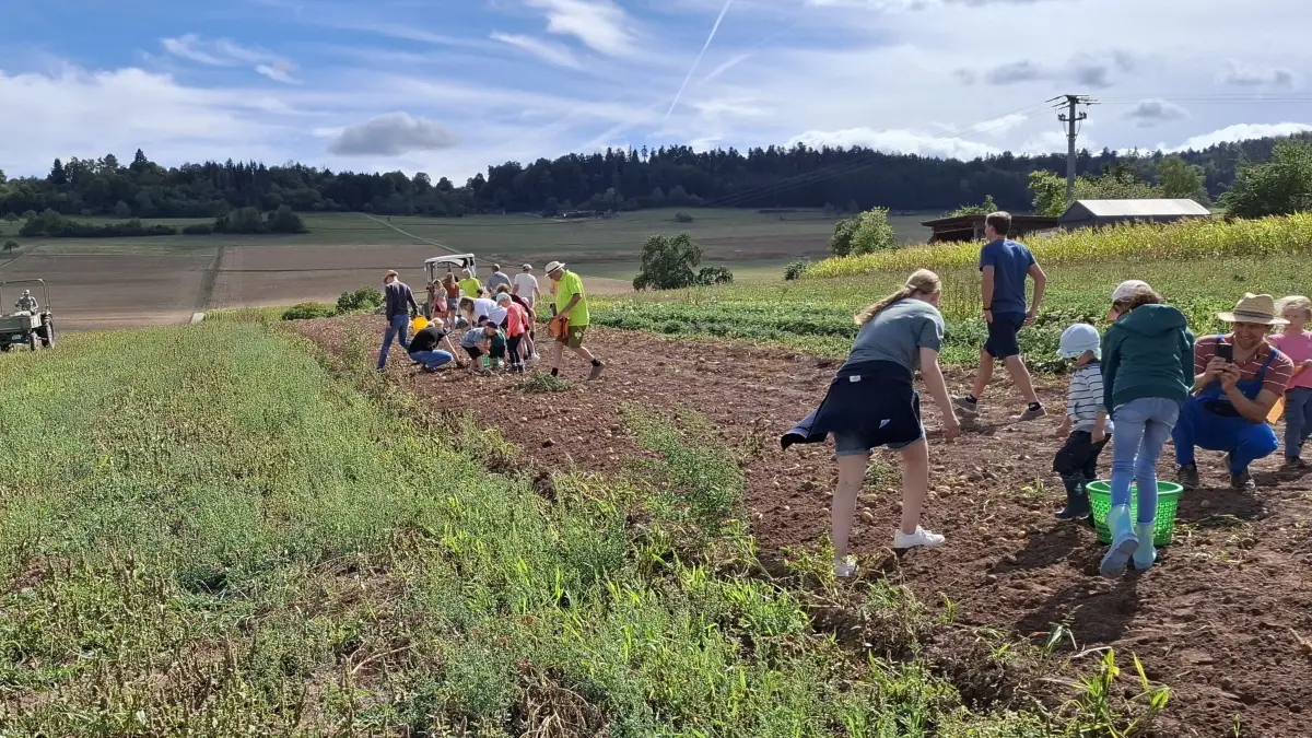 Bei der Kartoffelernte mit dem OGV Altensteig sind eifrige große und kleine Schaffer am Werk.