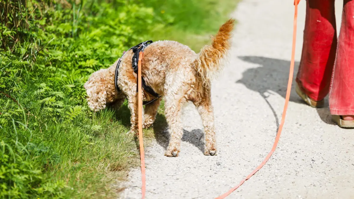 Die Hundesteuer in Meißenheim soll nach dem Wunsch der Verwaltung ab dem 1. Januar deutlich steigen.
