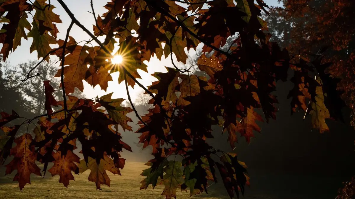 Die aufgehende Sonne illuminiert einen herbstlichen verfärbten Laubbaum im Georgengarten an den Herrenhäuser Gärten.
