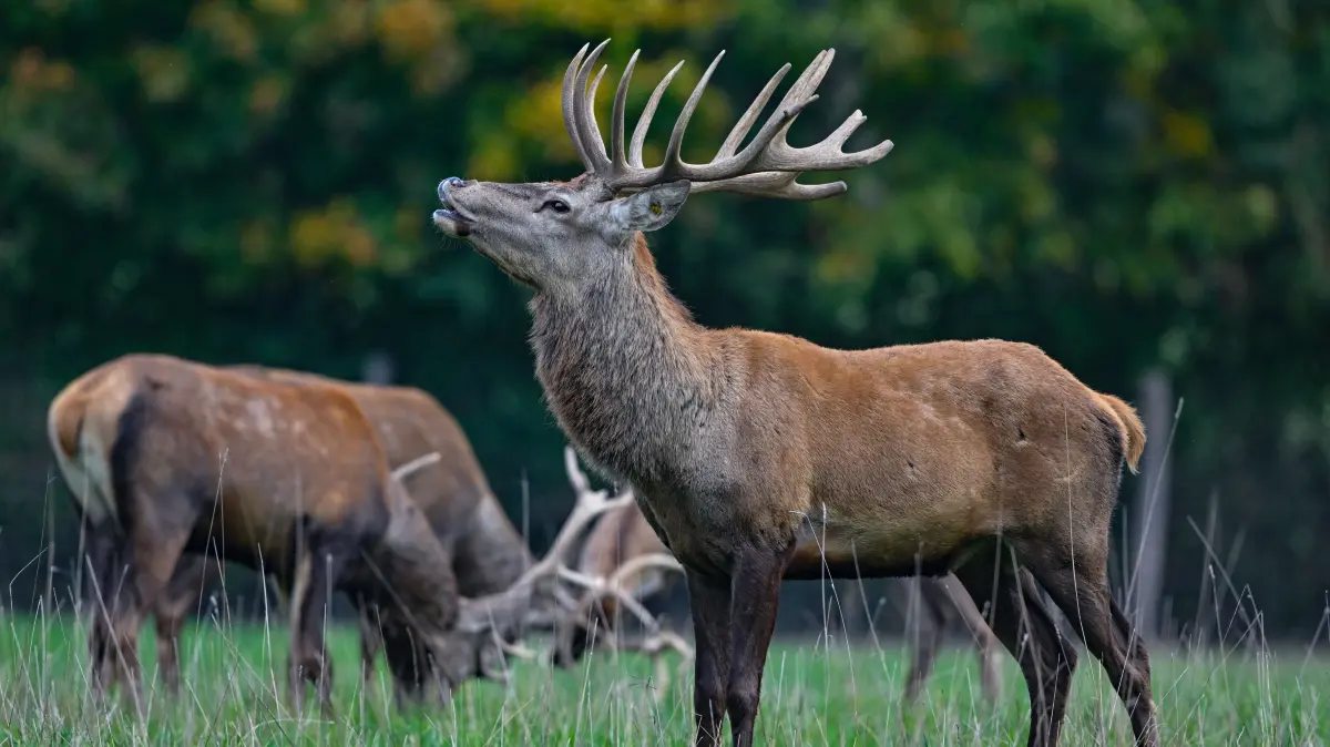 Rothirsche (Cervus elaphus) stehen auf einer Weide vom Gut Hirschaue im östlichen Brandenburg nahe Beeskow. Hirschbrunft und das spannende Schauspiel der Hirschkämpfe können derzeit hier beobachtet werden.
In der Brunftzeit röhren die Hirsche laut. (zu dpa: «Könige des Waldes: Brunftzeit der Rothirsche beginnt»)