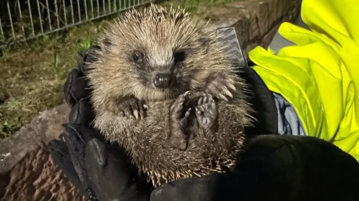 Igel
