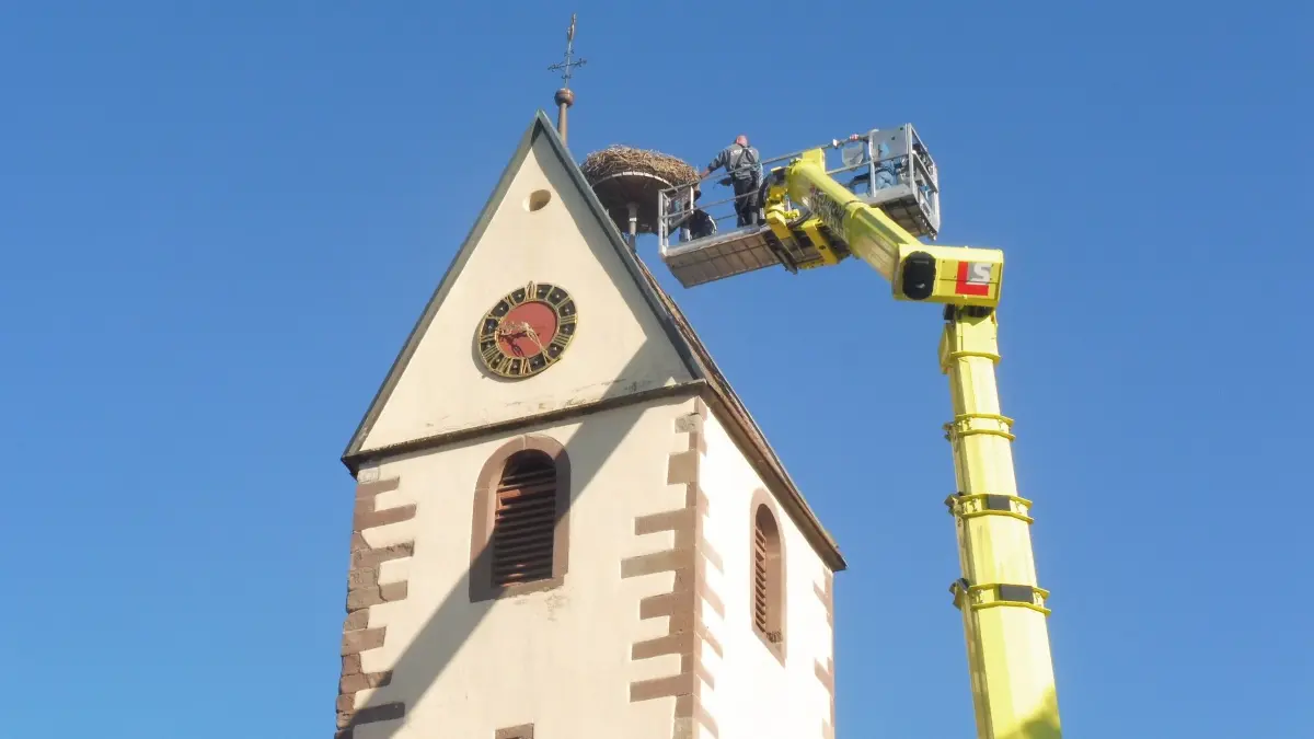 Arbeiten in schwindelnder Höhe. Das Storchennest auf dem Mühlheimer Kirchturm ist nun wieder gereinigt.
