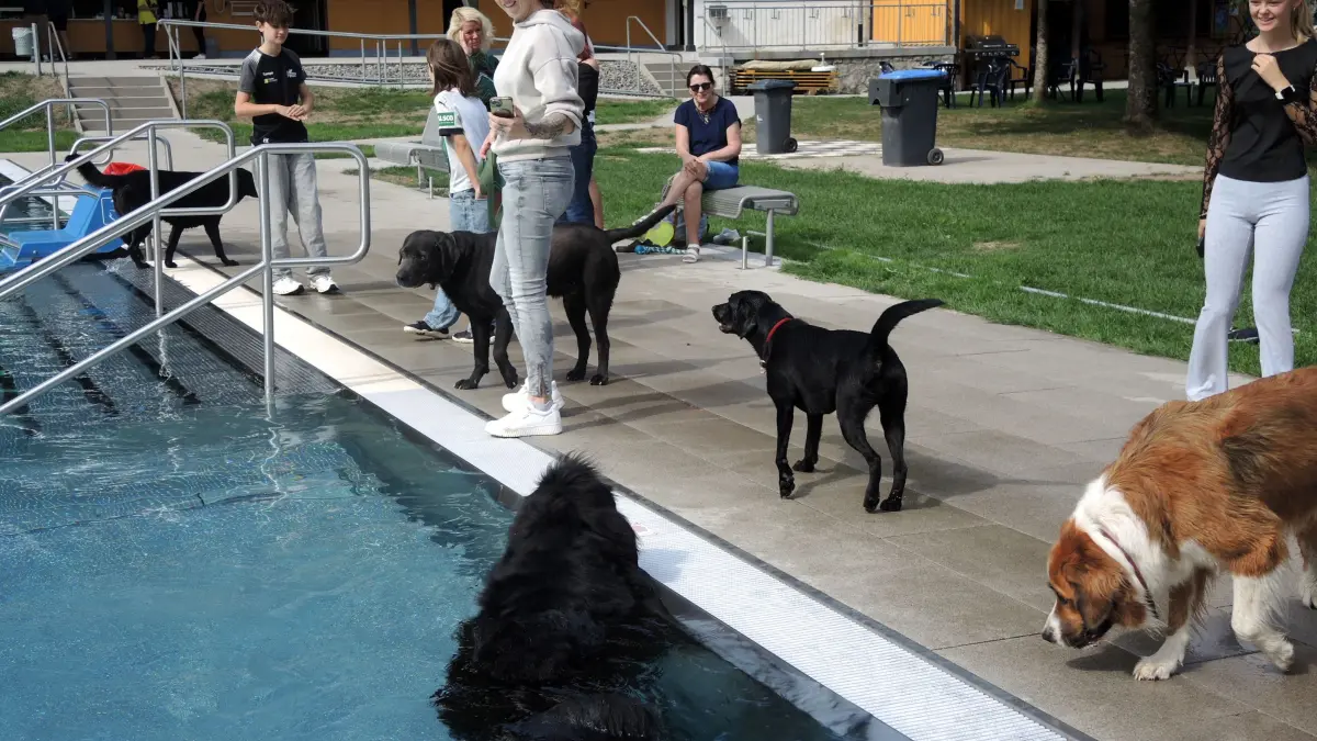 Hunde verschiedener Rassen versammelten sich im Freibad und hatten Freude am Schwimmen.