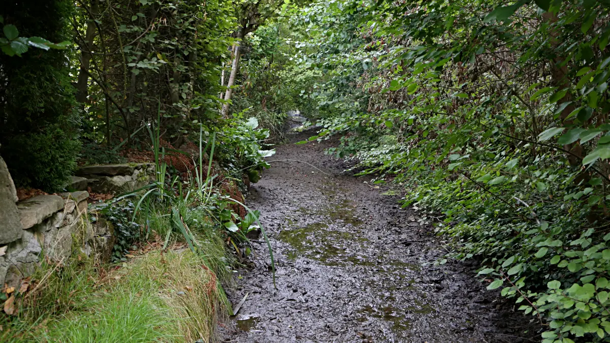 Anstatt Wasser ist überwiegend nur noch übel riechender Schlamm im Mühlbach in Eimeldingen vorhanden. Es mangelt an Wasser.