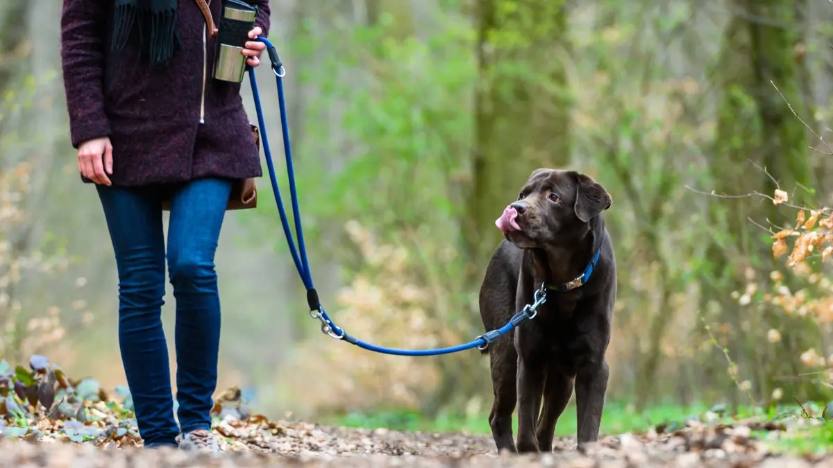 Die Hundesteuer in Meißenheim erhöht sich in Meißenheim ab dem 1. Januar 2027 deutlich, vor allem für Kampfhunde.