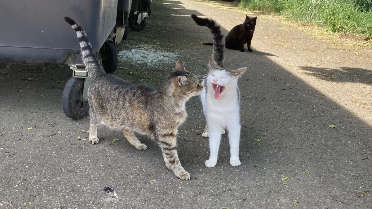 Mehrheitlich hat sich der Rat gegen die Durchführung eines Bürgerbegehrens zum Thema „Einführung einer Katzenschutzverordnung für die Gemeinde Friesenheim“ ausgesprochen.