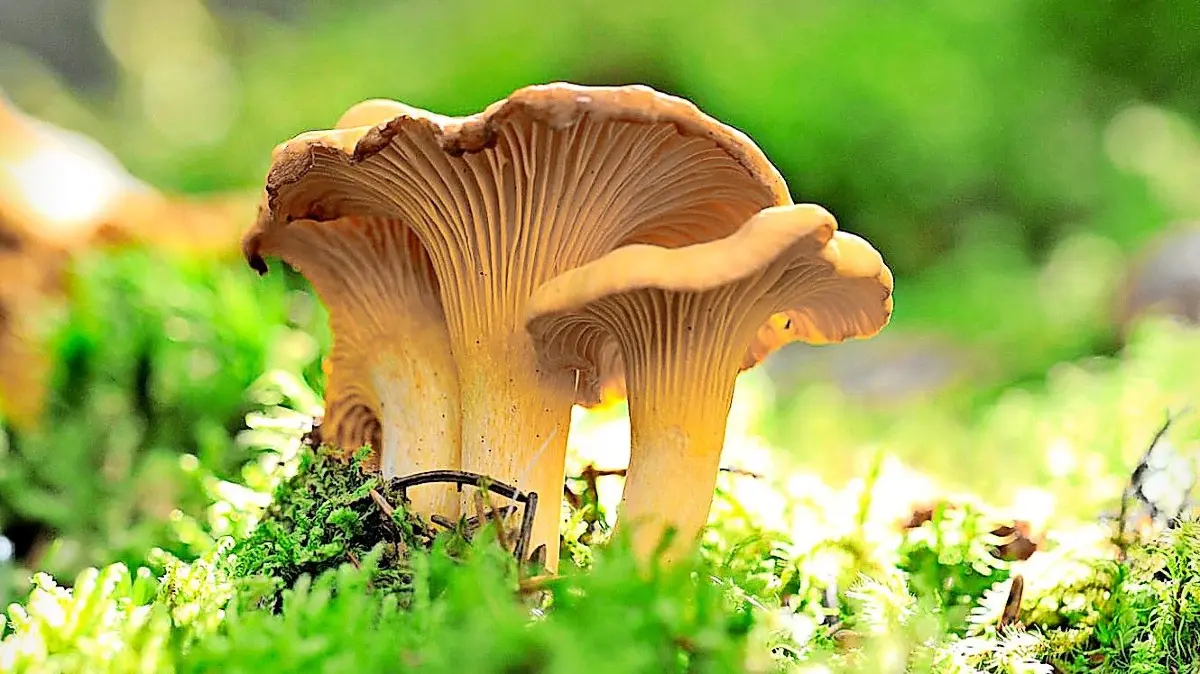 Pilzsammler im Wald haben einiges zu beachten, beispielsweise ist das gewerbliche Sammeln verboten.