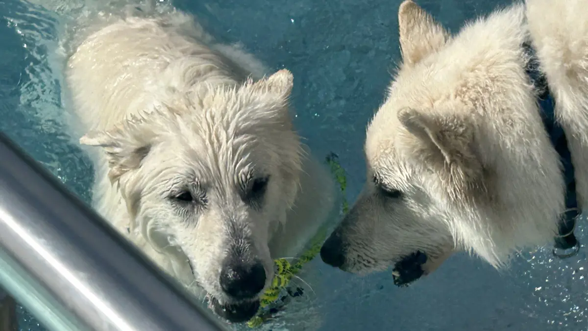 Zwei weiße Schäferhunde beschnuppern die Lage im Wasser.