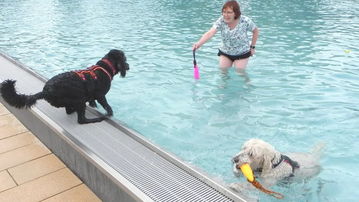 Hundeschwimmen im Freibad Haigerloch