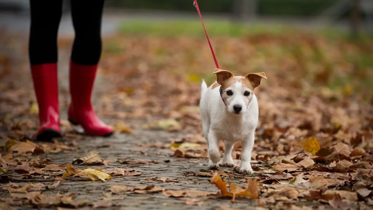 Frau mit roten Gummistiefeln geht mit ihrem Hund spazieren: ARCHIV - Für ältere Menschen mit unsicherem Gang erhöht nasses Laub das Risiko zu stürzen. (zu dpa: «Nasses Laub als Rutschfalle: Was vor Stürzen schützt») Foto: Jan-Philipp Strobel/dpa/dpa-tmn - Honorarfrei nur für Bezieher des dpa-Themendienstes +++ dpa-Themendienst +++