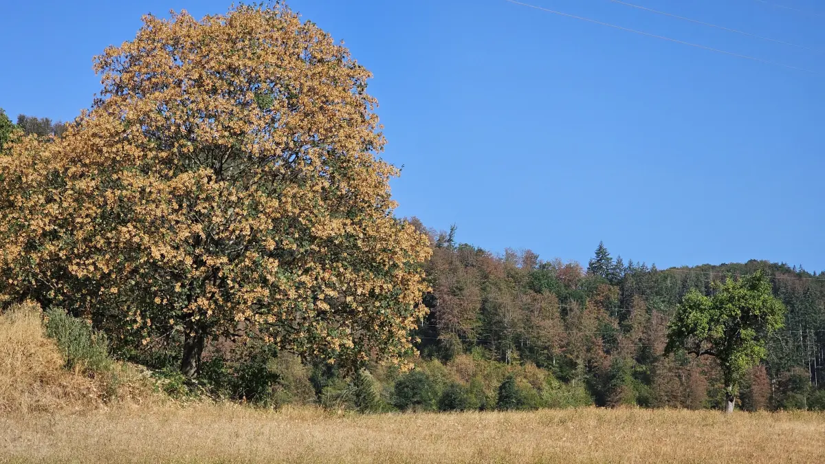 Ein Bild zum Erbarmen gibt nach dem Extremsommer der Wald am Entegast ab. Bezirksförster Bernhard Schirmer berichtete von einer Tragödie.