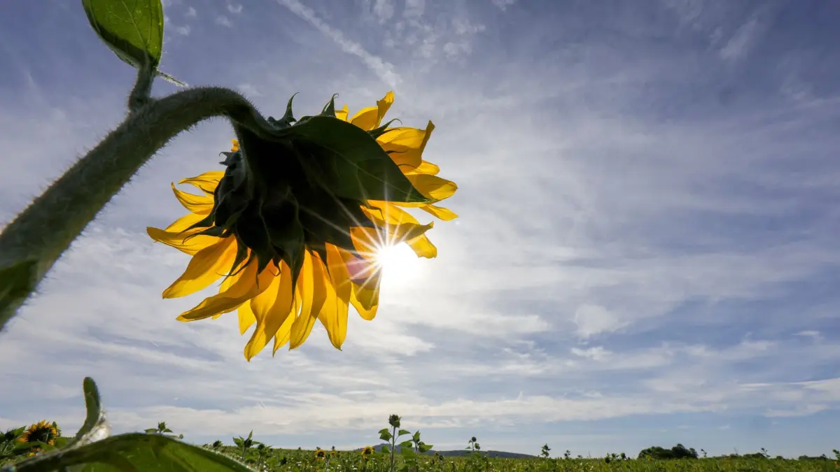 Wetter in Baden-Württemberg: ARCHIV - 20.09.2026, Baden-Württemberg, Unlingen: Hinter einer Sonnenblume scheint die Sonne (zu dpa: «Altweibersommer bringt bis zu 29 Grad am Wochenende») Foto: Thomas Warnack/dpa +++ dpa-Bildfunk +++
