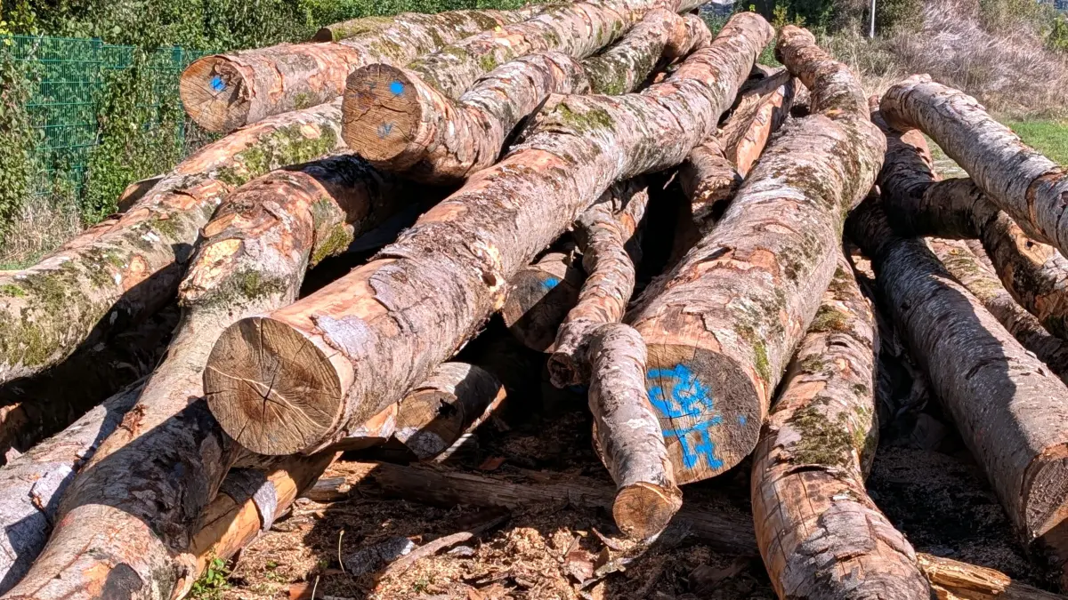 Die Kosten für den Einschlag und die Aufarbeitung von 4.760 Festmeter Holz im Dunninger Gemeindewald belaufen sich in 2026 auf netto 103.000 Euro.