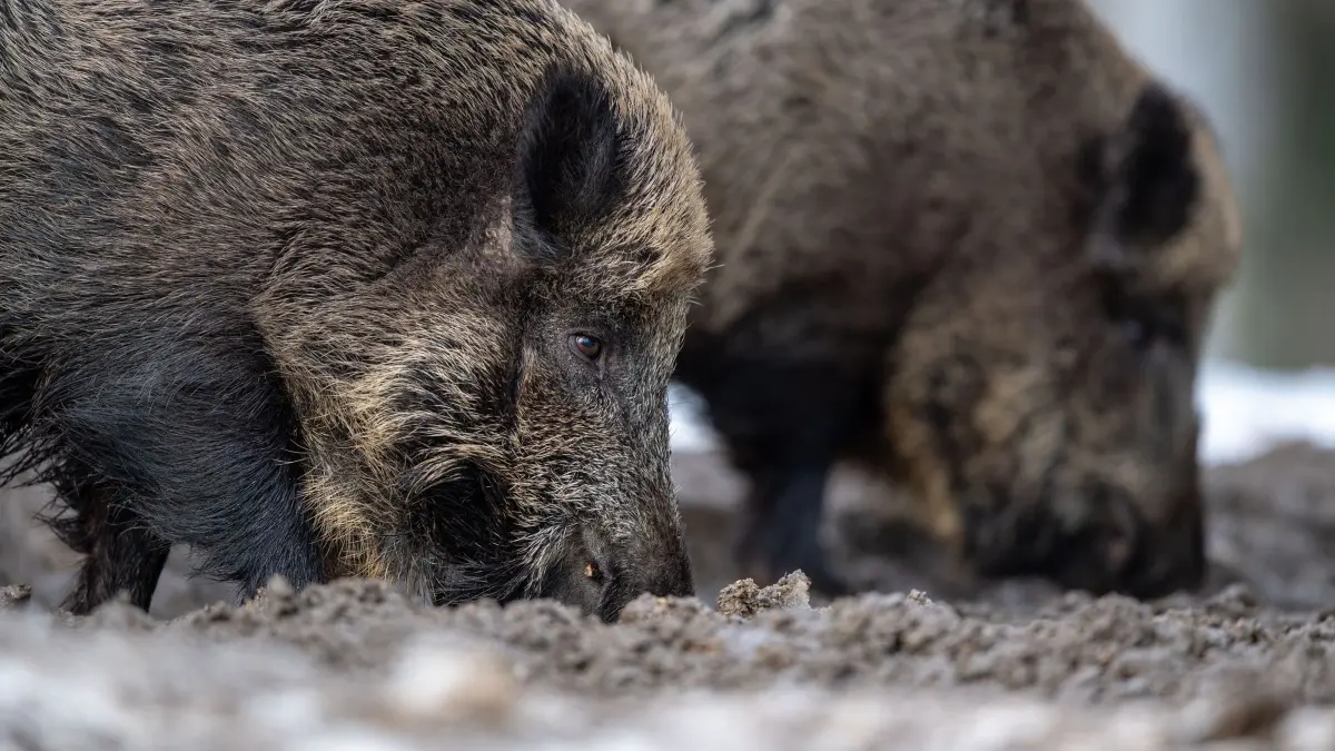Wildschweine: Zwei Wildschweine steht auf einem Plateau im Wald und wühlen bei der Futtersuche mit der Schnauze im Erdboden. (zu dpa: «Lkw kollidiert auf A5 mit Wildschweinen - mehrere Tiere tot»)