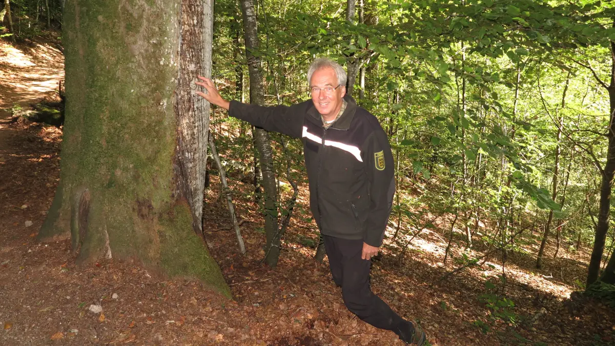 Forstrevierleiter Patrick Tröndle zeigt bei einer Waldbegehung auf Spuren des Buchenborkenkäfers.