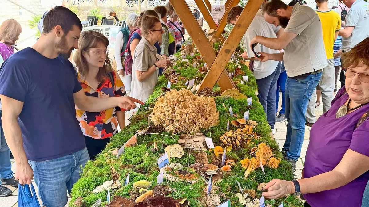 Eine Frischpilzausstellung bietet in Hornberg einen anschaulichen Einblick in die Vielfalt der heimischen Pilzarten.