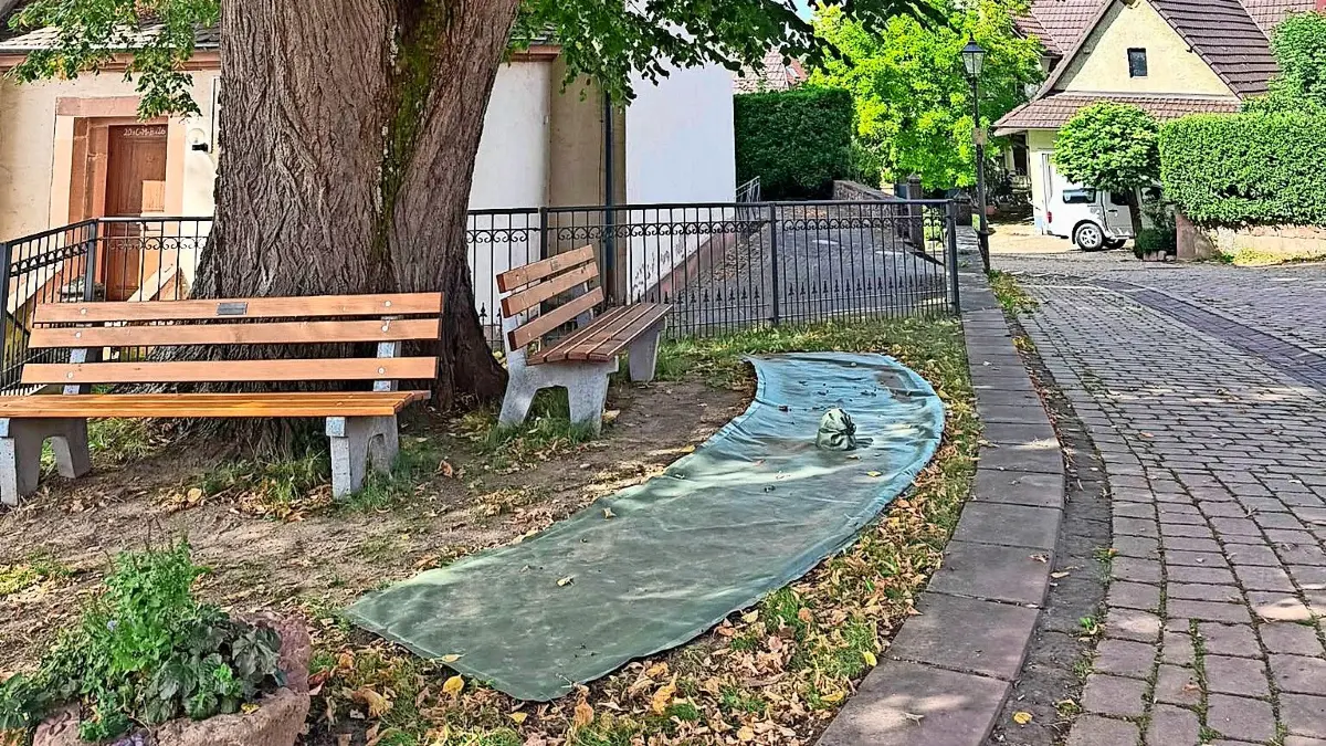 Am Kirchberg in Münchweier hatte der Bauhof einen Wassersack zur Bewässerung des Baumes eingesetzt.