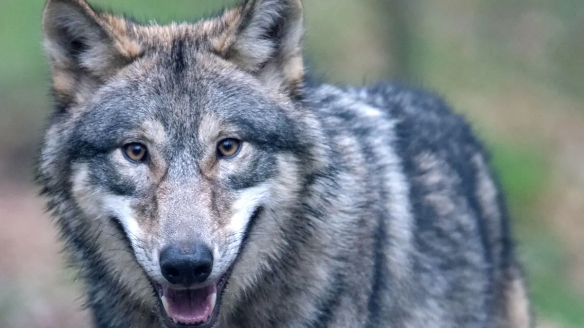 Wolf: ARCHIV - 06.02.2020, Hessen, Klein-Auheim: Ein Wolf läuft durch ein Freigehege in einem Wildpark. In Schleswig-Holstein sind bis Anfang August rund 136 Nutztiere - meist Schafe - durch bestätigte Wolfsrisse getötet und mehrere weitere verletzt worden. (zu dpa: «Gericht erlaubt Abschuss von Jungwölfen») Foto: Boris Roessler/dpa +++ dpa-Bildfunk +++