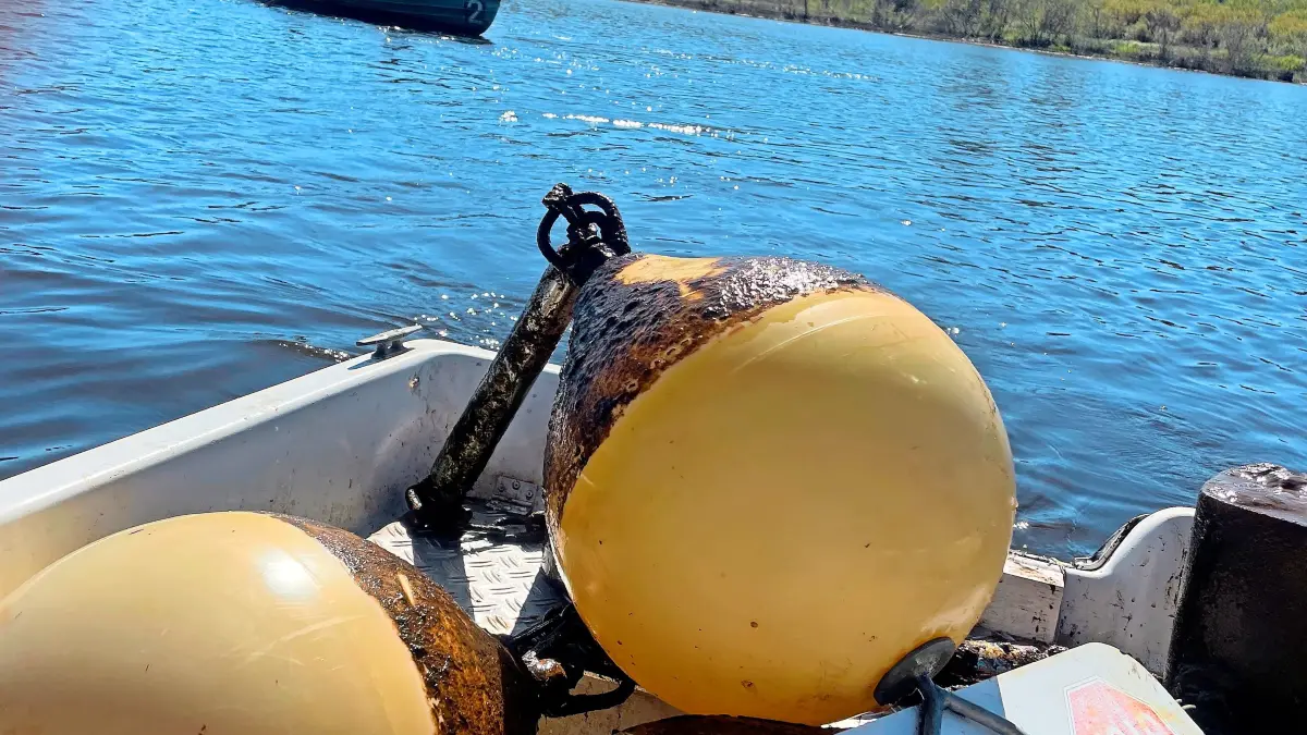 Beim Seeputz im September werden die Bojen der Laichschutzzone geborgen. Der untere Teil ist mit Schlamm bedeckt.