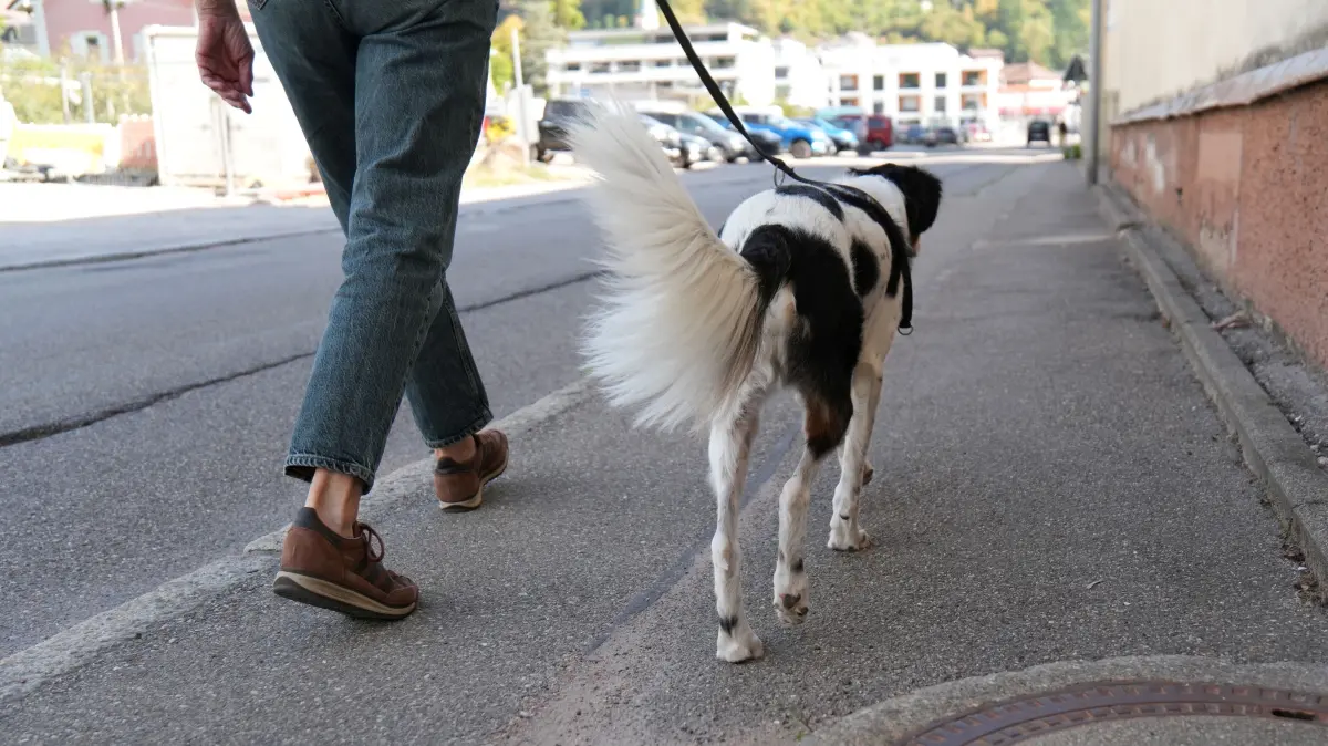 Ob Bürgersteig, Fuß- oder Radweg: Hunde müssen in Zell an einer kurzen Leine geführt werden. Das regelt die neue Polizeiverordnung, die am 1. Oktober 2026 in Kraft tritt.