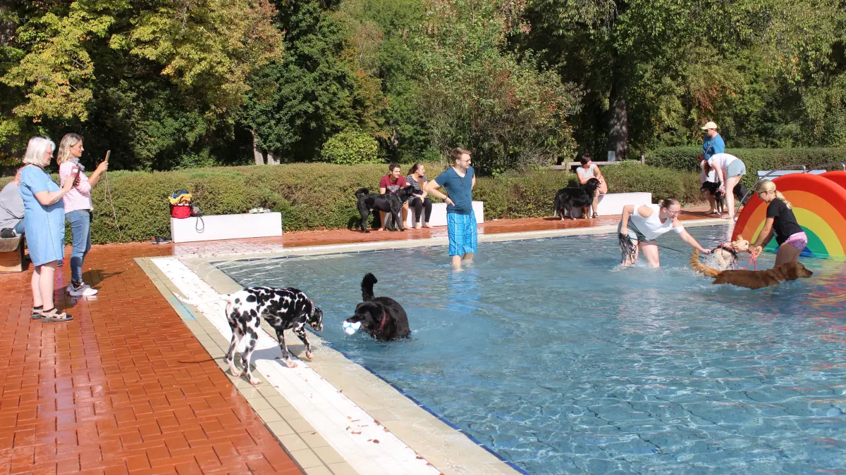 Zwei- und Vierbeiner tummeln sich beim Hundeschwimmen am Nichtschwimmerbecken und genießen gemeinsam den allerletzten Badetag.